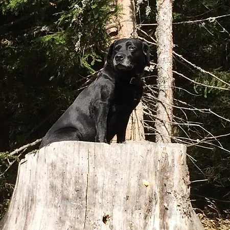 Hotel Schi- Und Wanderhotel Berghof
