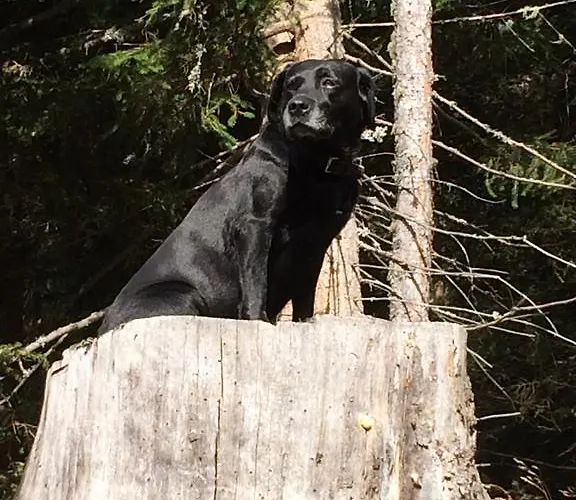 Готель Schi- Und Wanderhotel Berghof